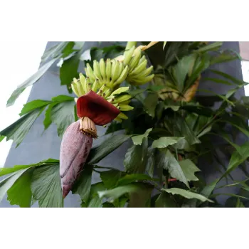 Banana Flowers